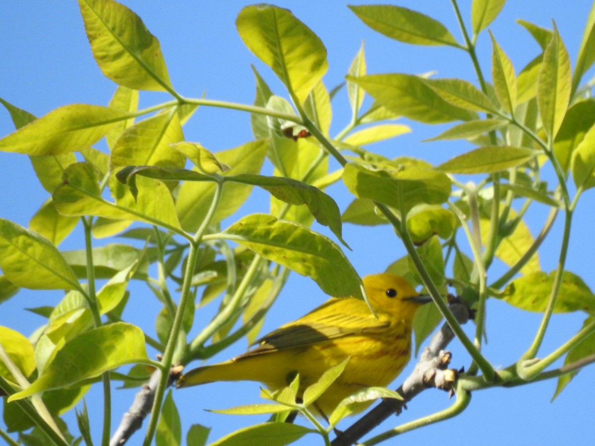 Yellow Warbler - ML60495351