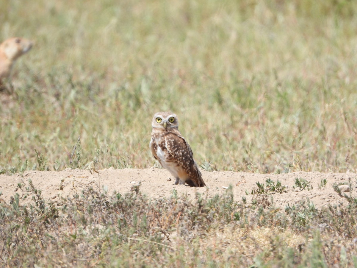 Burrowing Owl - ML604954081
