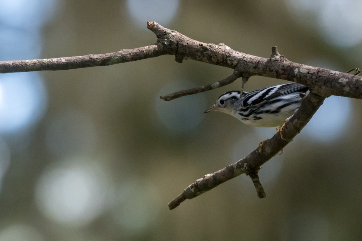 Black-and-white Warbler - ML604960151