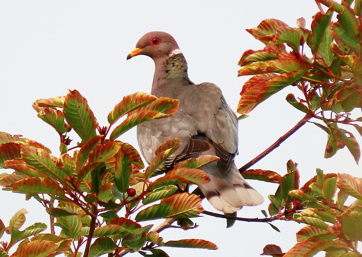Band-tailed Pigeon - ML604961751