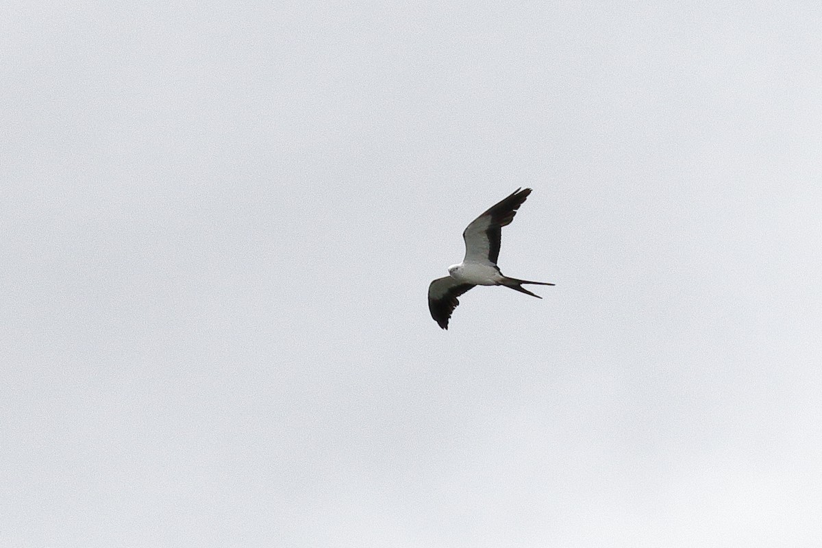 Swallow-tailed Kite - ML60496711