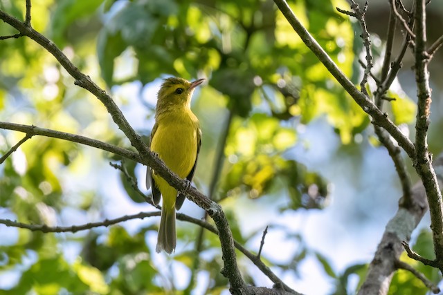 Golden Vireo