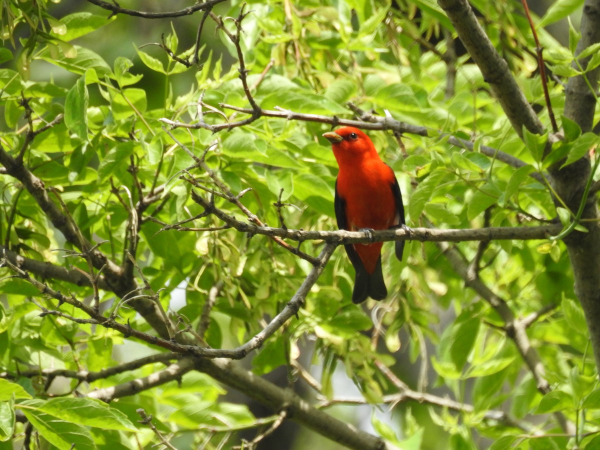 Scarlet Tanager - ML60496731