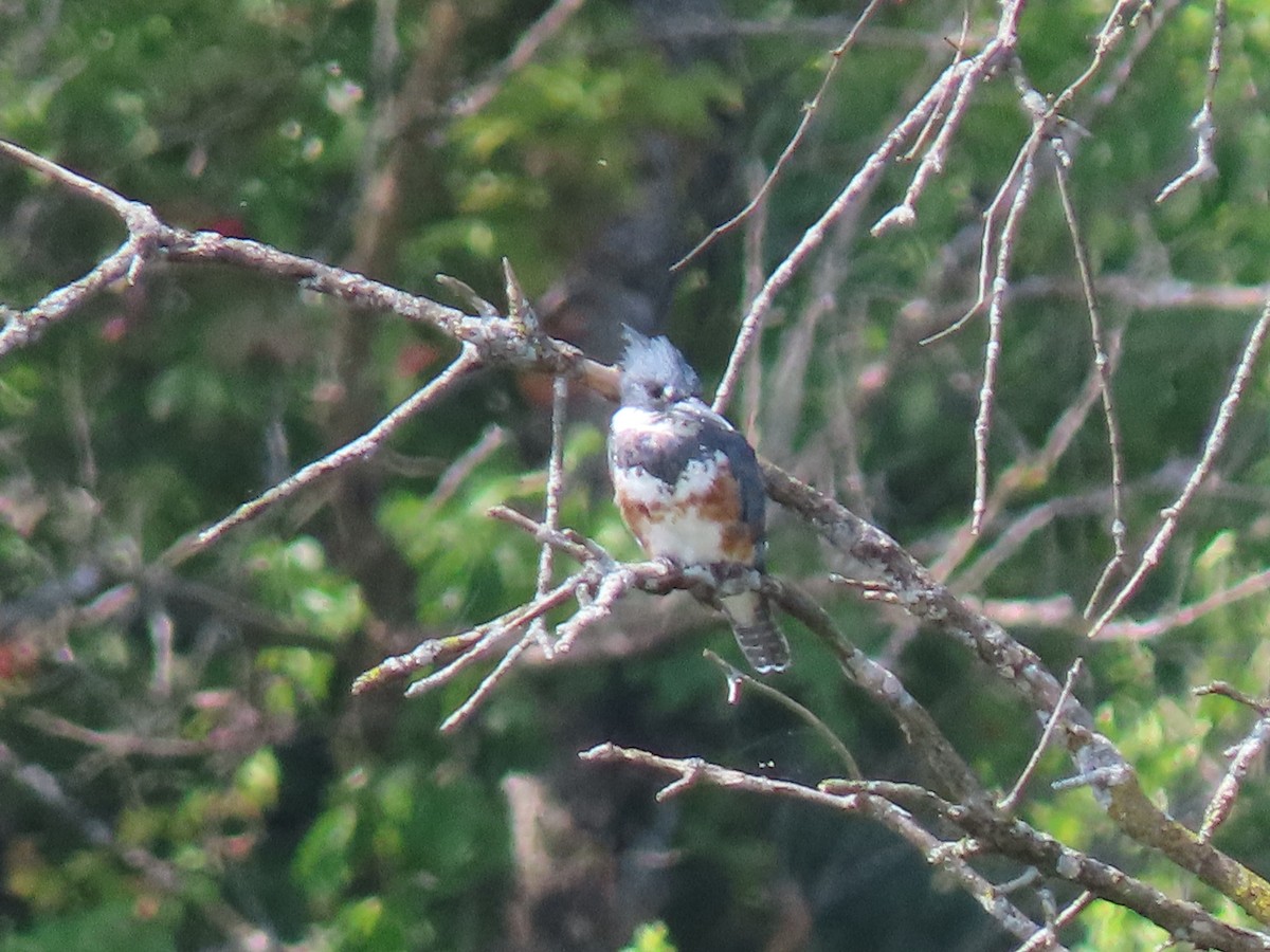 Belted Kingfisher - ML604967431
