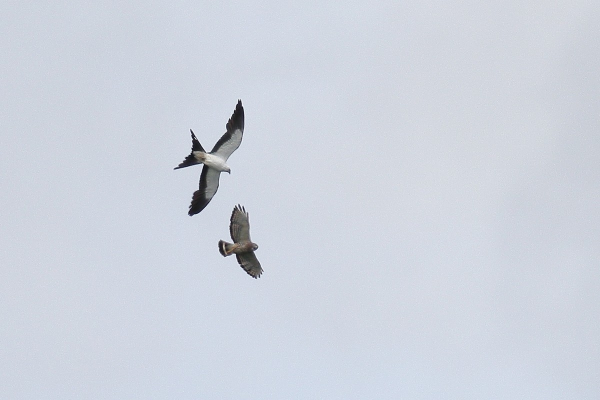Swallow-tailed Kite - ML60496761