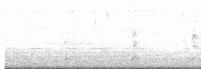 Cisne Cuellinegro - ML604967621