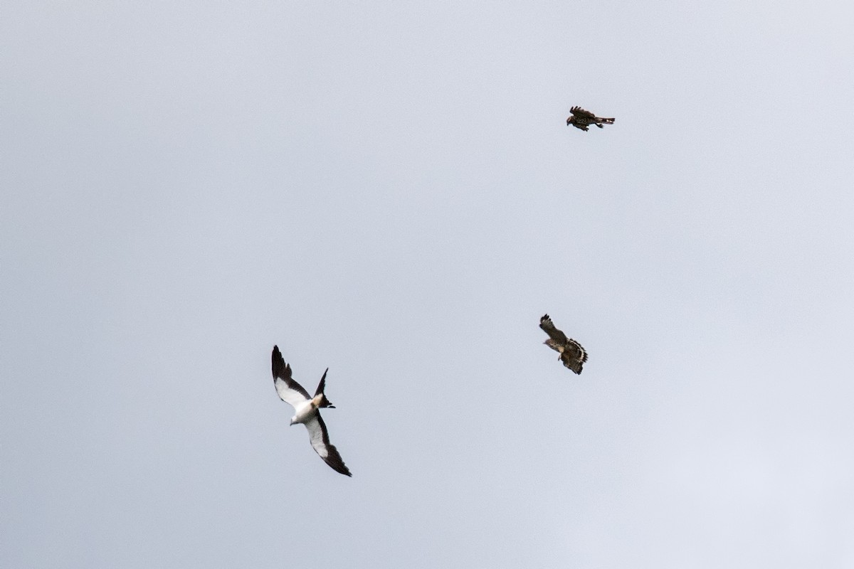 Swallow-tailed Kite - Jim Figlar