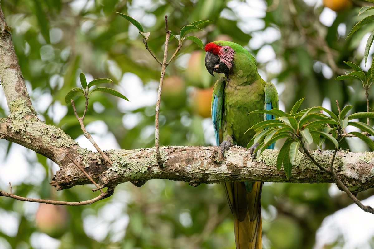 Military Macaw - Adam Jackson