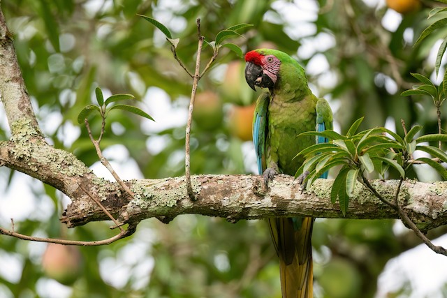 Military Macaw