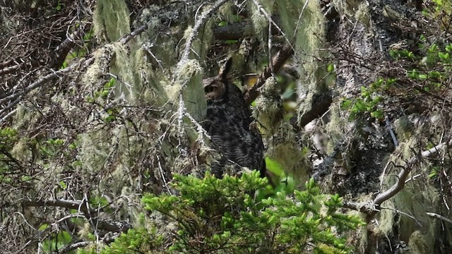 Great Horned Owl - ML604969581