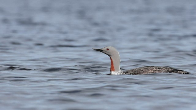 Red-throated Loon - ML604971381