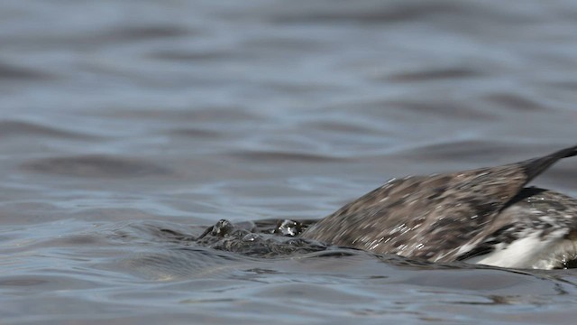 Red-throated Loon - ML604971651