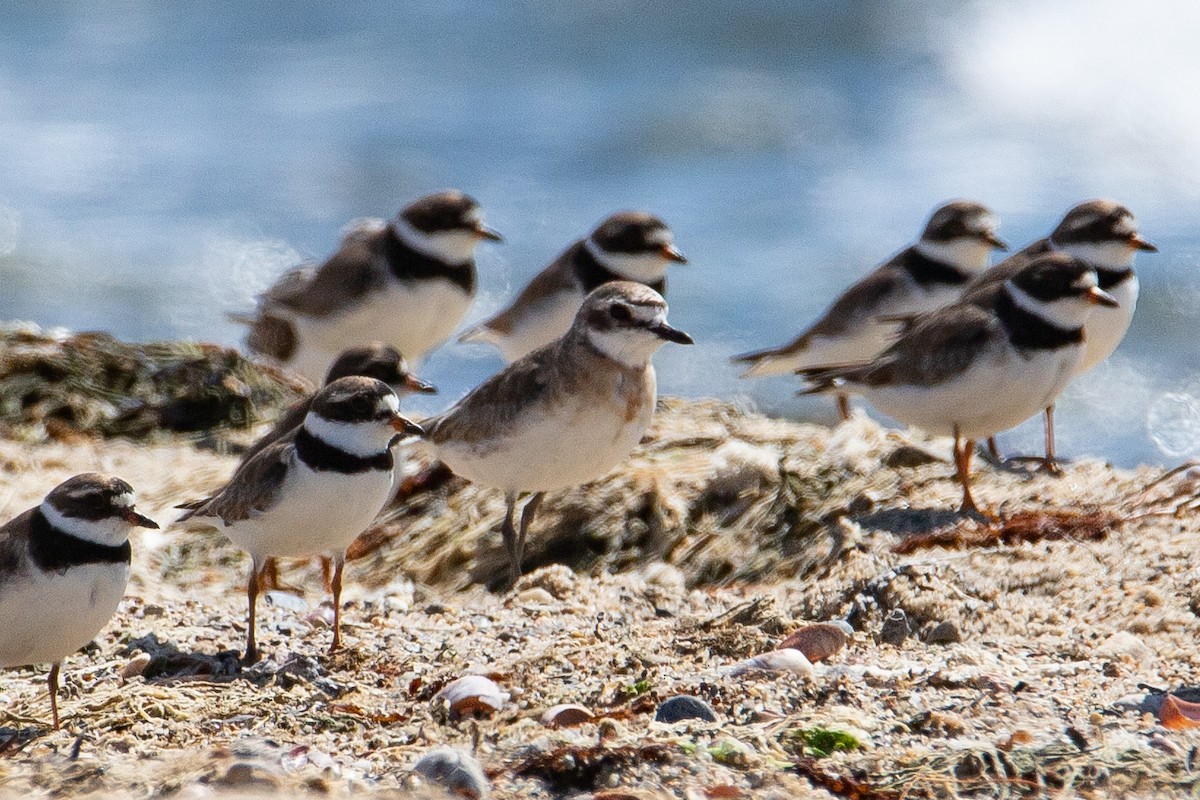 Semipalmated Plover - ML604972271