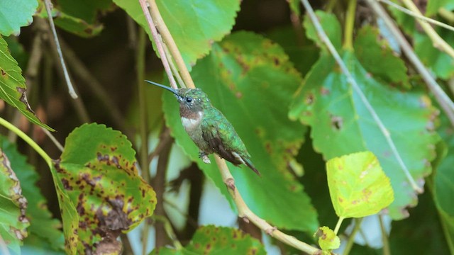 Ruby-throated Hummingbird - ML604974671