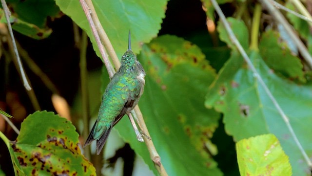 Ruby-throated Hummingbird - ML604974681