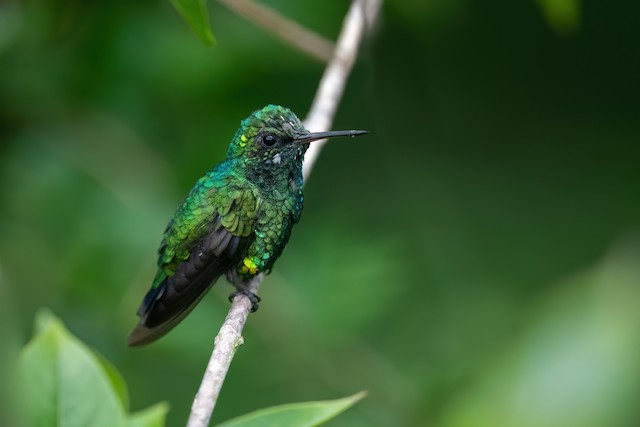 Golden-crowned Emerald