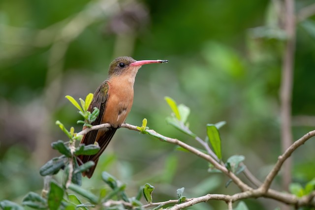 Cinnamon Hummingbird