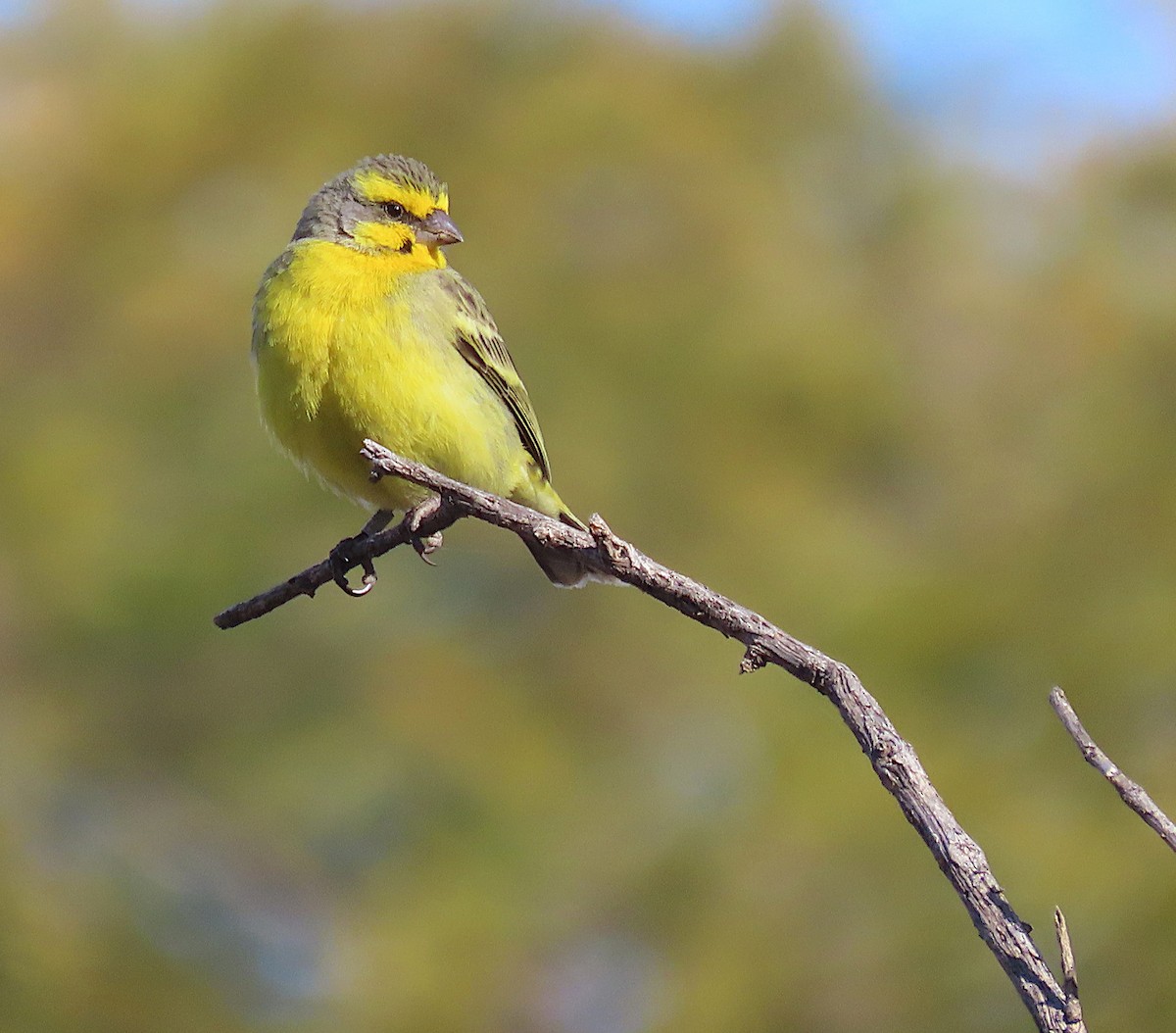 Yellow-fronted Canary - ML604980081