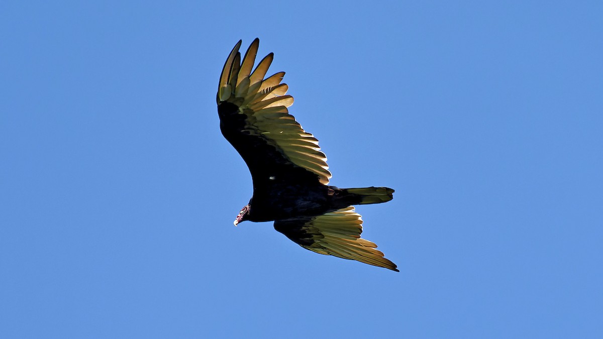 Turkey Vulture - ML604981541