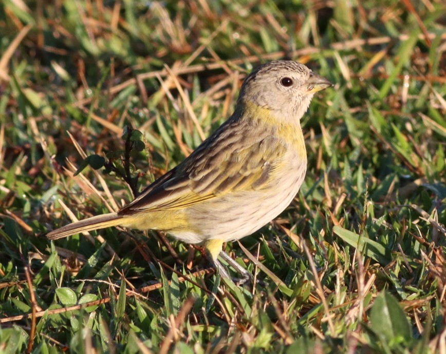 Grassland Yellow-Finch - ML604981871
