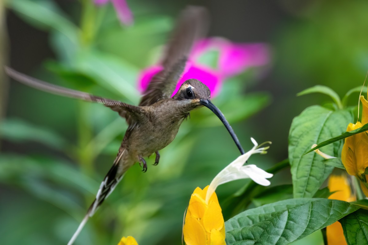 Mexikoschattenkolibri - ML604982771