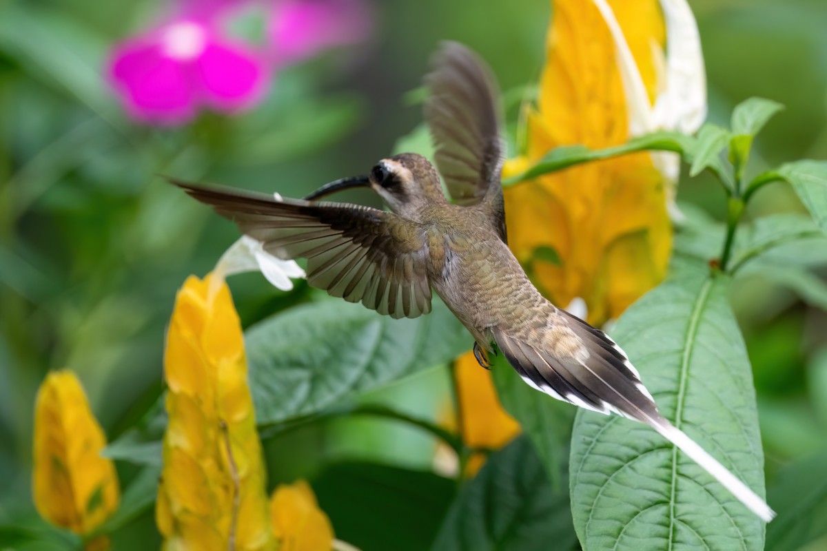kolibřík západomexický - ML604982781