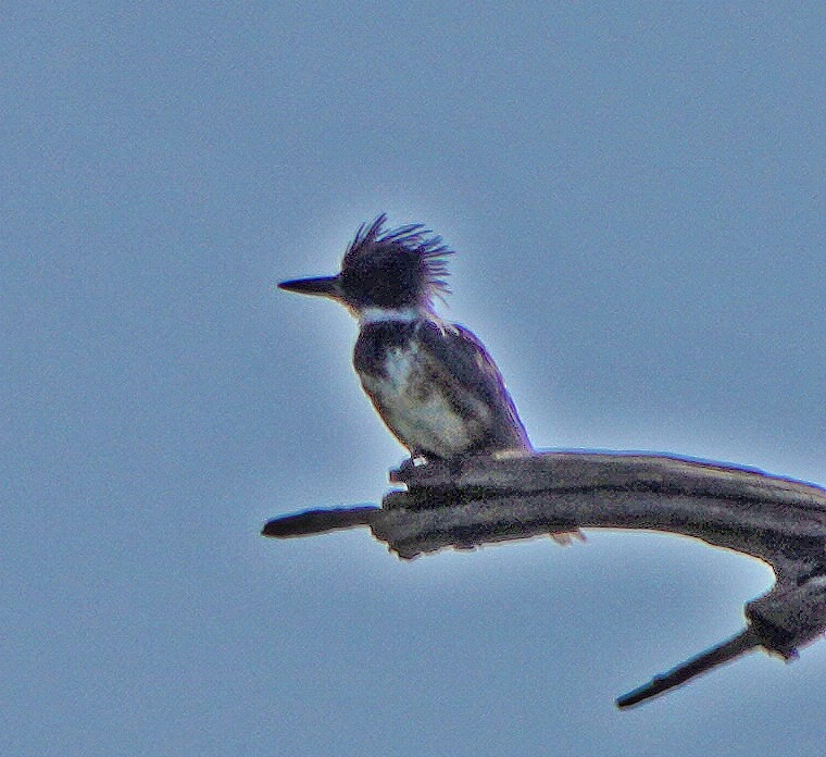 Belted Kingfisher - ML604983981