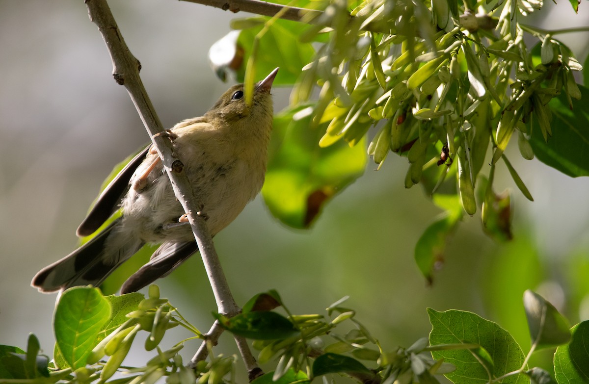 Blackpoll Warbler - Patrick Goa