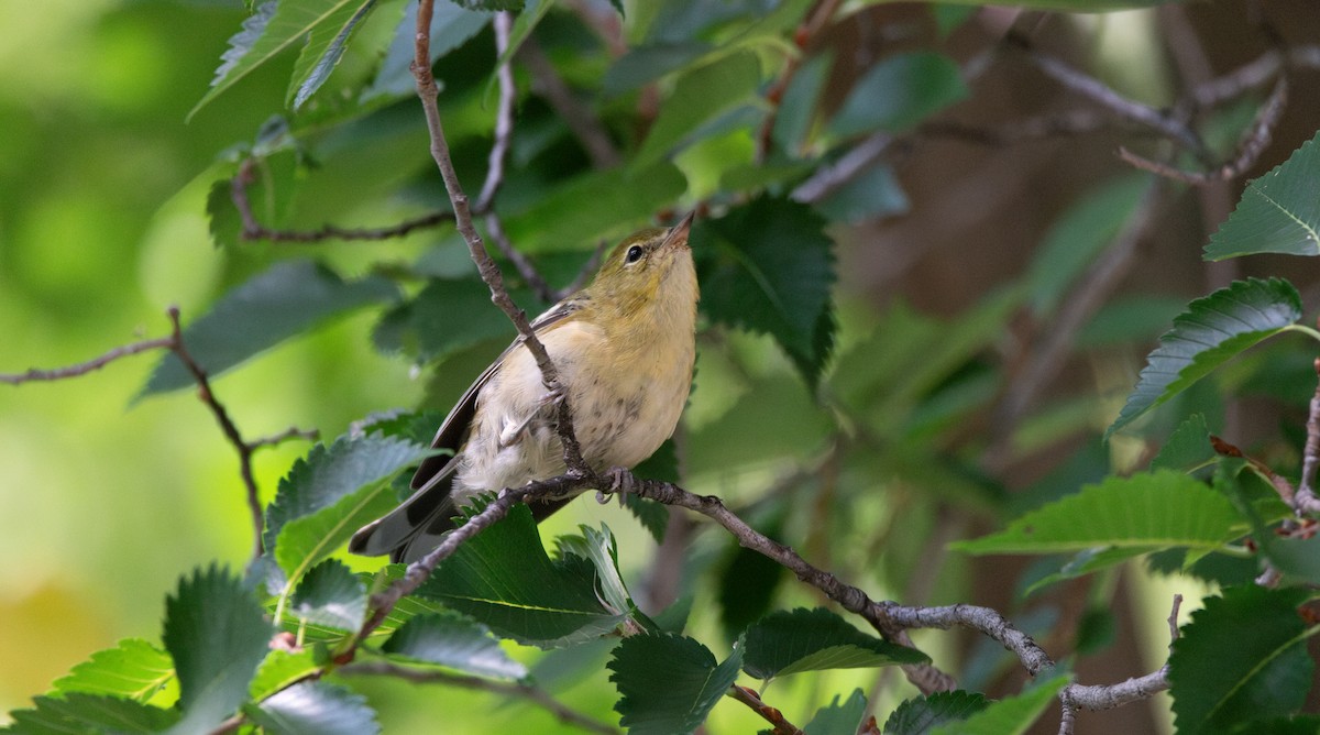 Bay-breasted Warbler - Patrick Goa