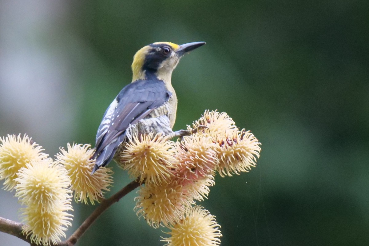 Golden-naped Woodpecker - Florian K