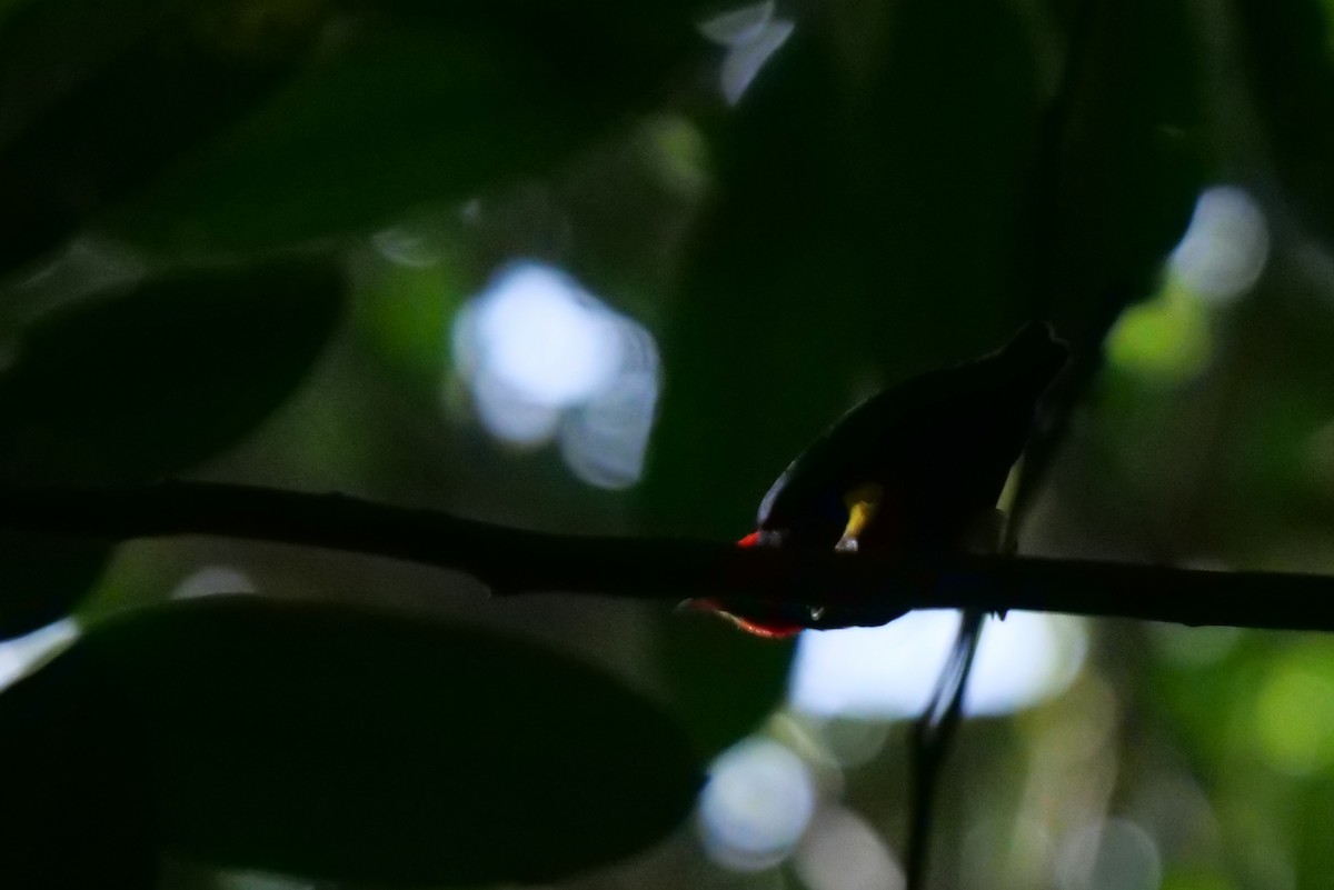 Red-capped Manakin - ML604986411