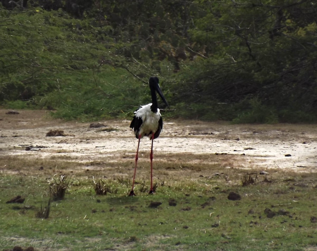Black-necked Stork - ML604986751