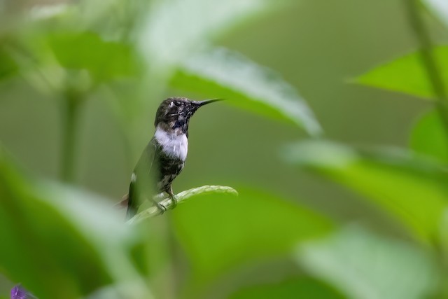 Sparkling-tailed Hummingbird