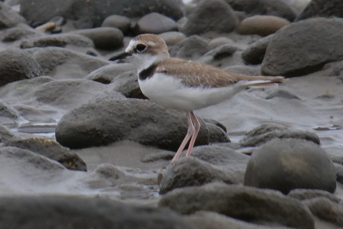 Collared Plover - ML604987081