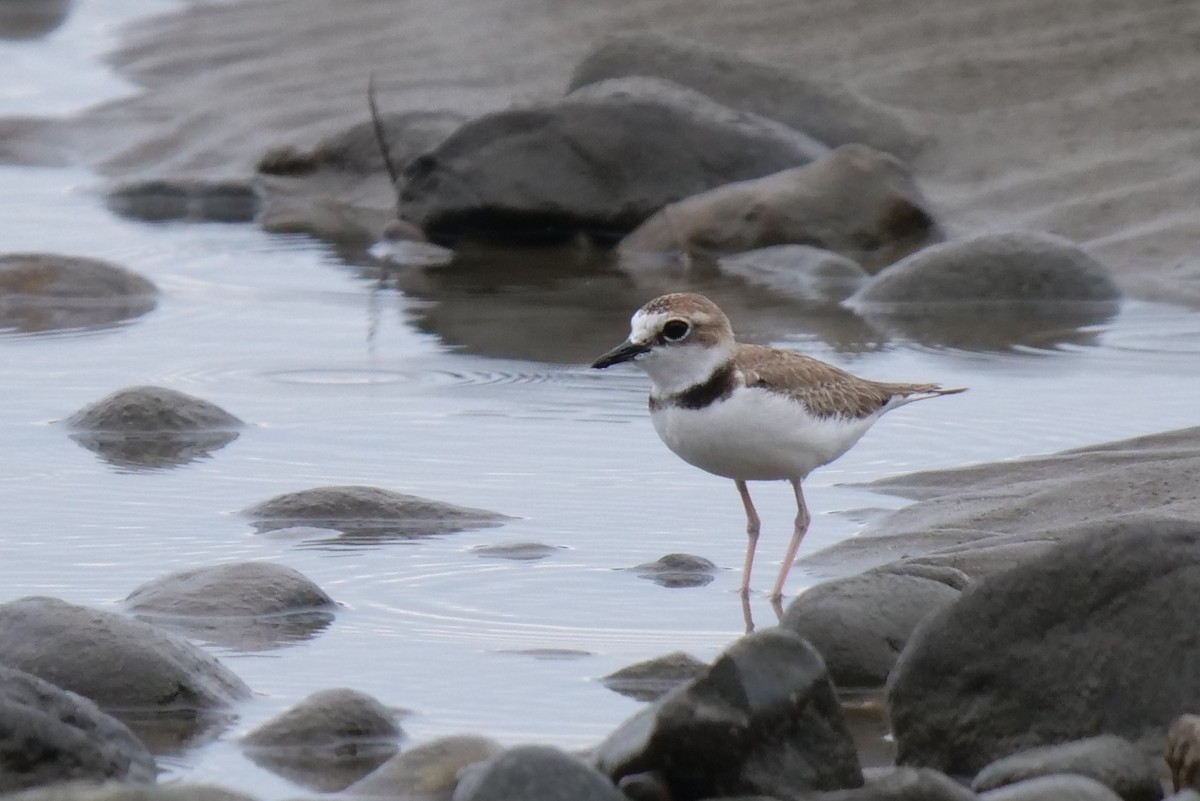 Collared Plover - ML604987121