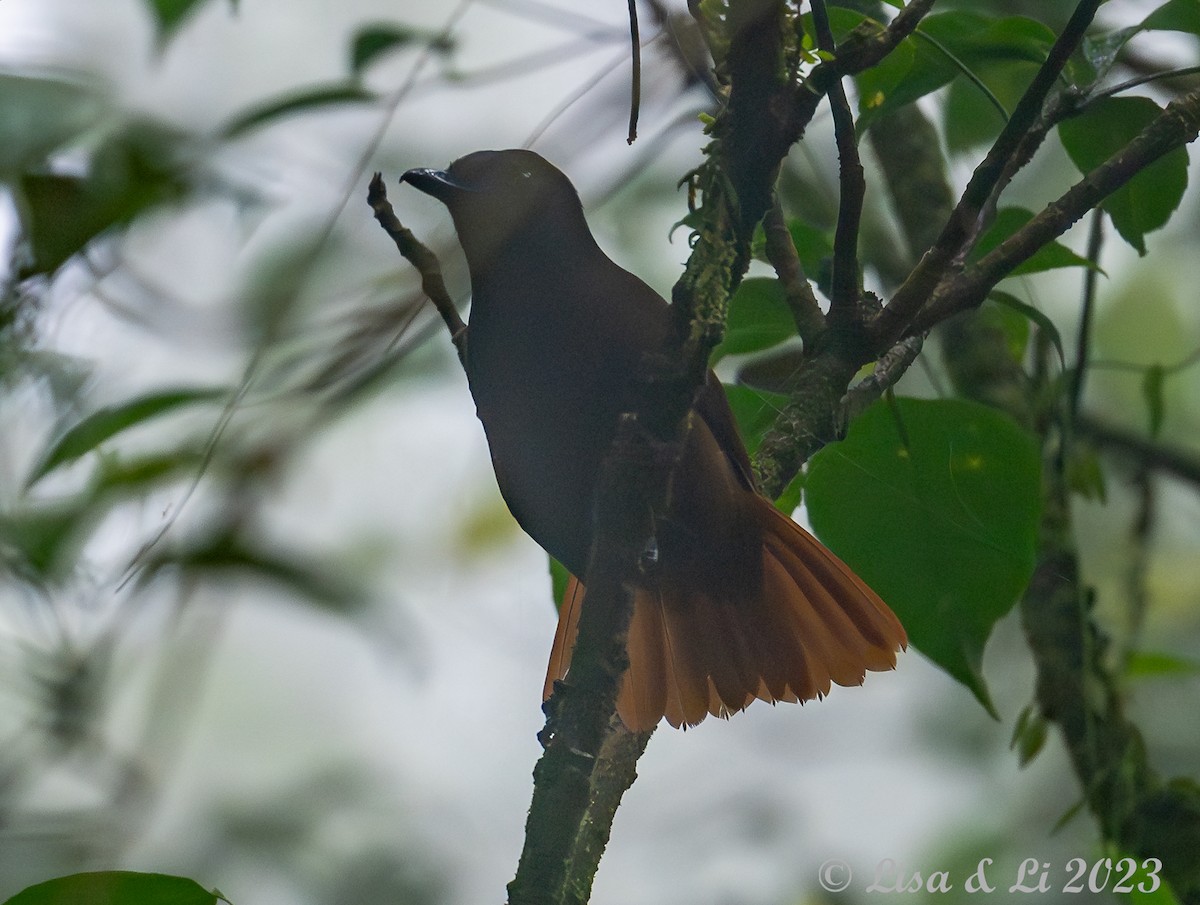 Sumatra Kahverengi Islıkçı Bülbülü - ML604988901