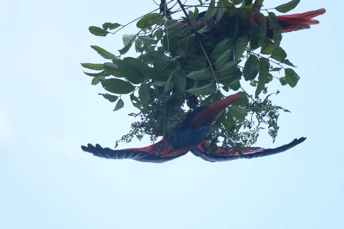 Scarlet Macaw - ML604990091