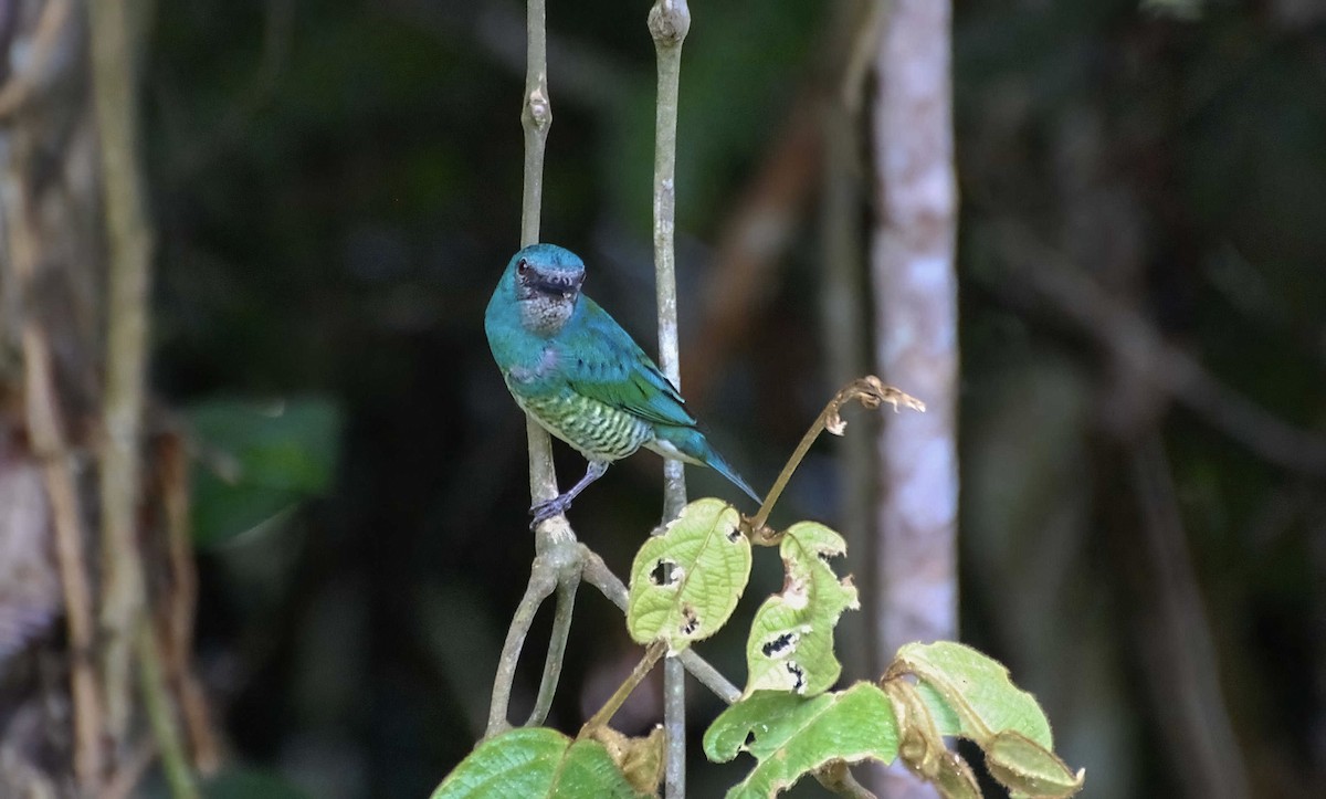Swallow Tanager - ML604990181
