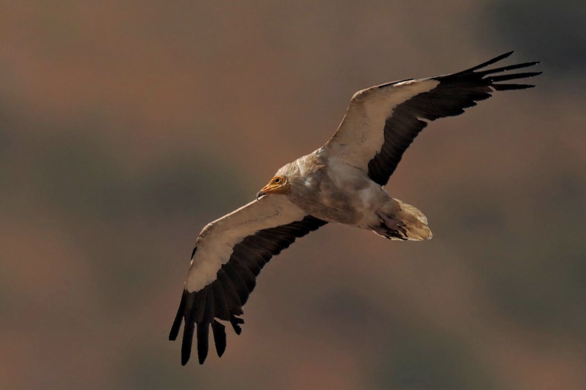 Egyptian Vulture - ML604990931