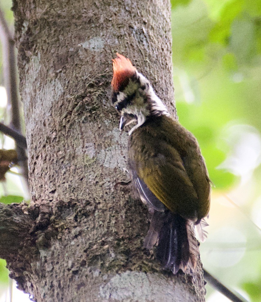 Olive-backed Woodpecker - ML604990971