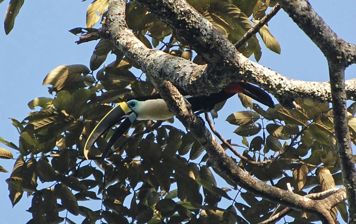 White-throated Toucan (Cuvier's) - ML604991271