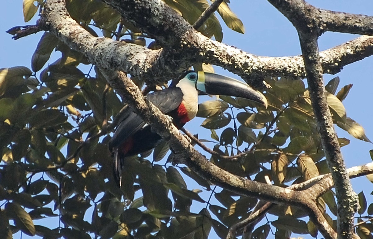 White-throated Toucan (Cuvier's) - ML604991281