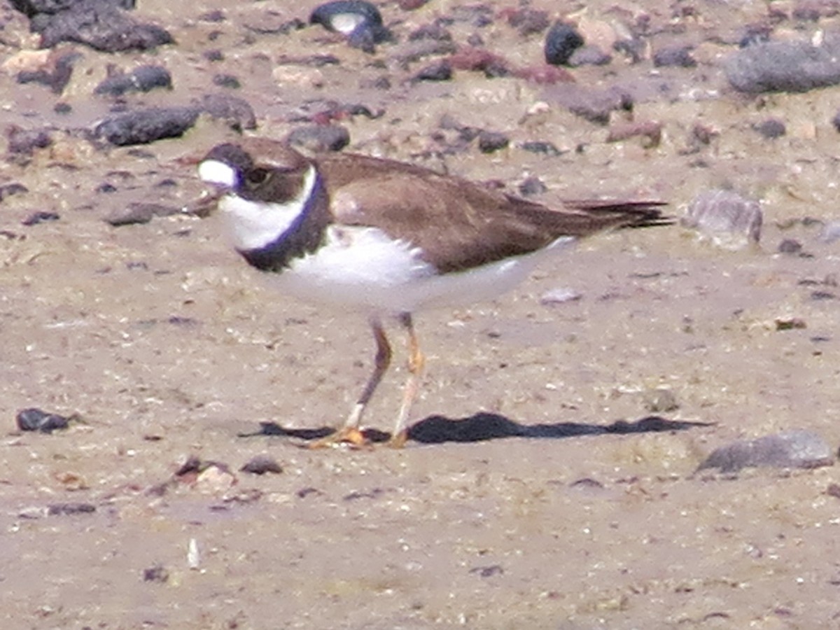 Semipalmated Plover - Jamie Simmons