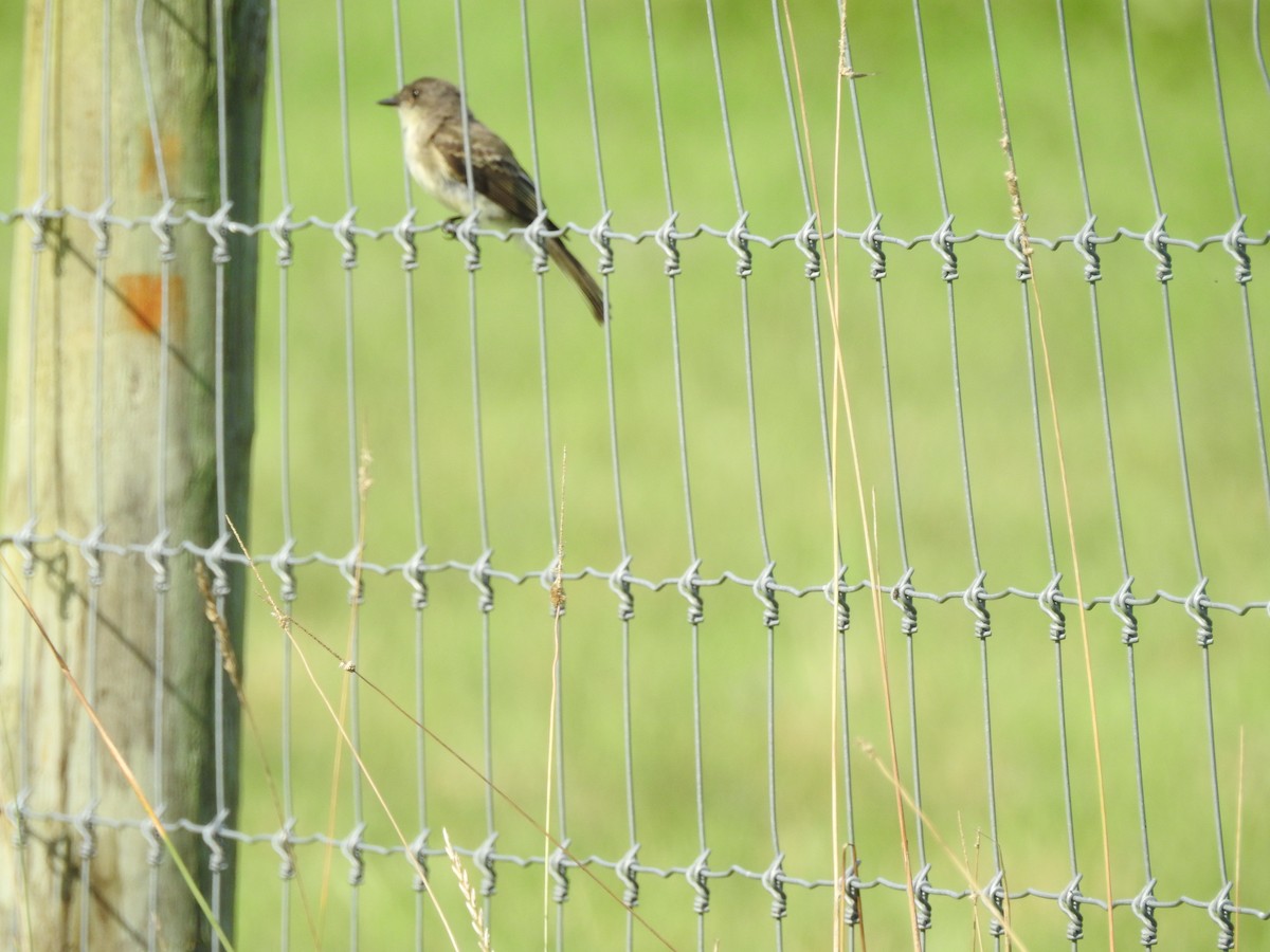 eBird Checklist 18 Aug 2023 Peterson Farm, Falmouth 20 species