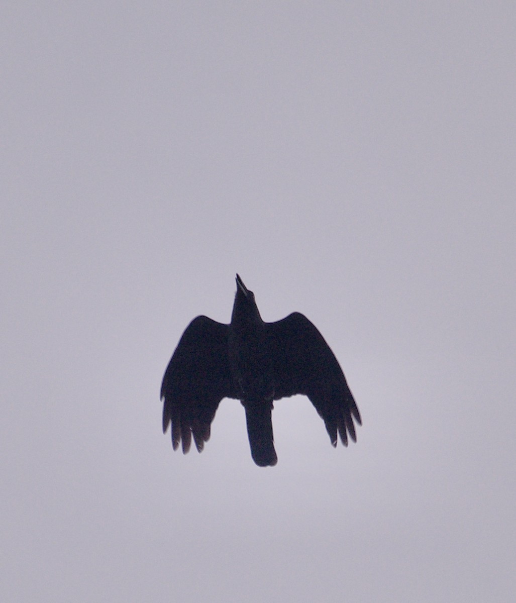Slender-billed Crow (Sunda) - ML604995601