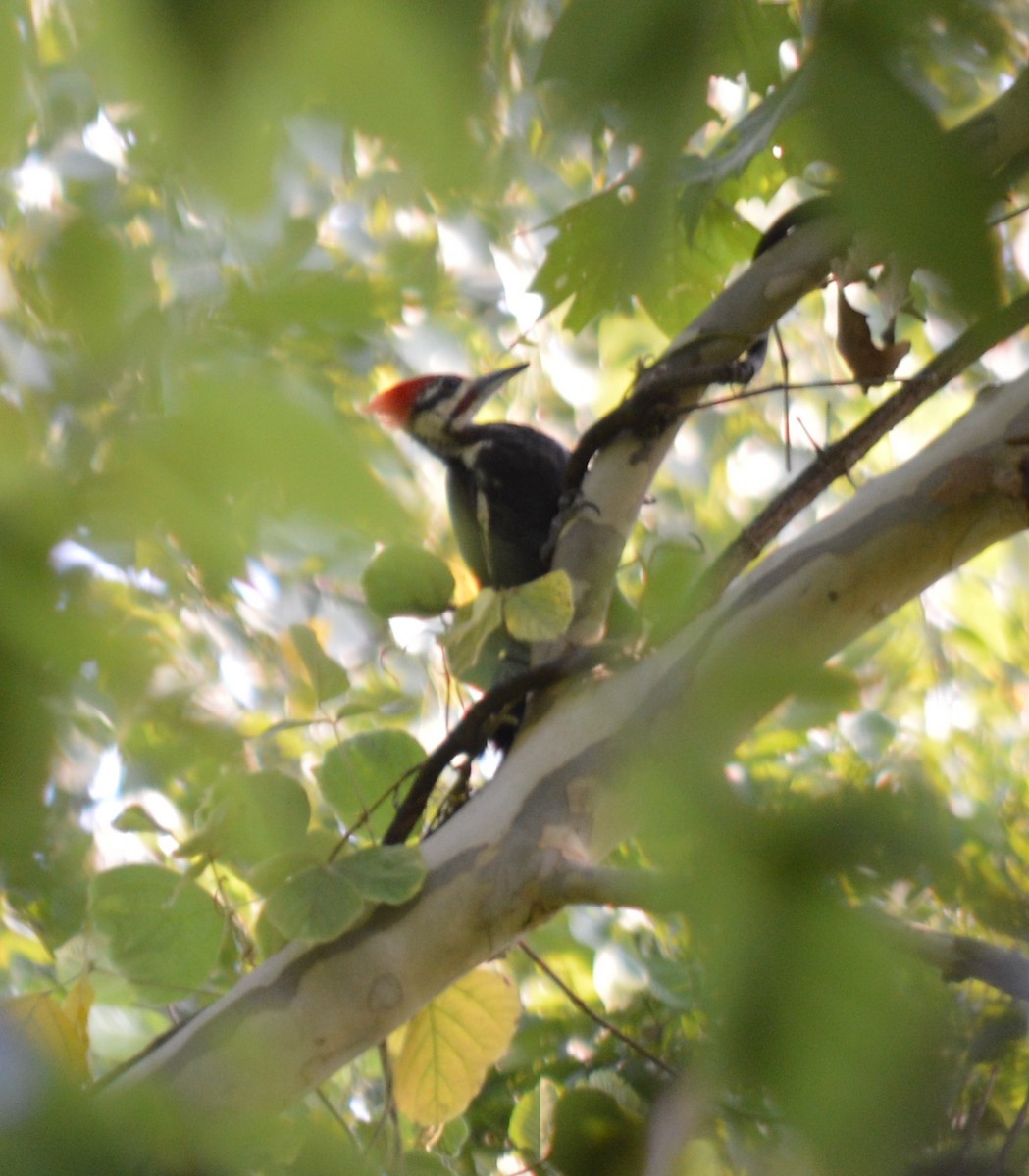 Pileated Woodpecker - ML604996351