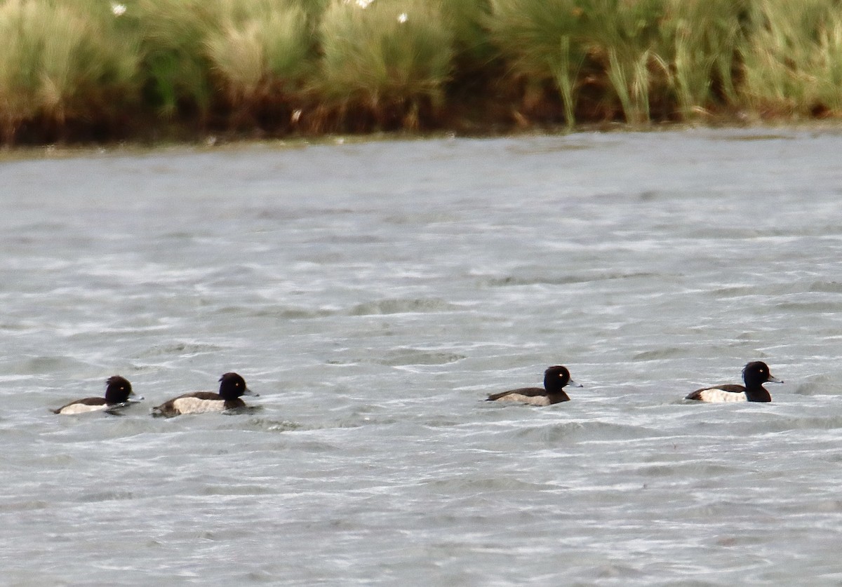 Tufted Duck - Francis Porter