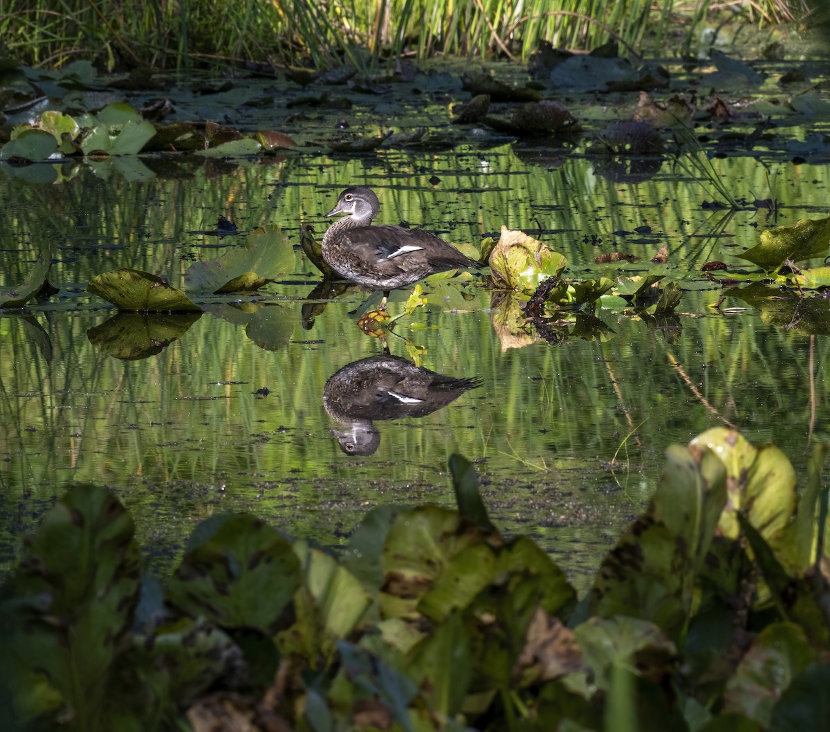 eBird Checklist 19 Aug 2023 Kensington MetroparkLivingston Co