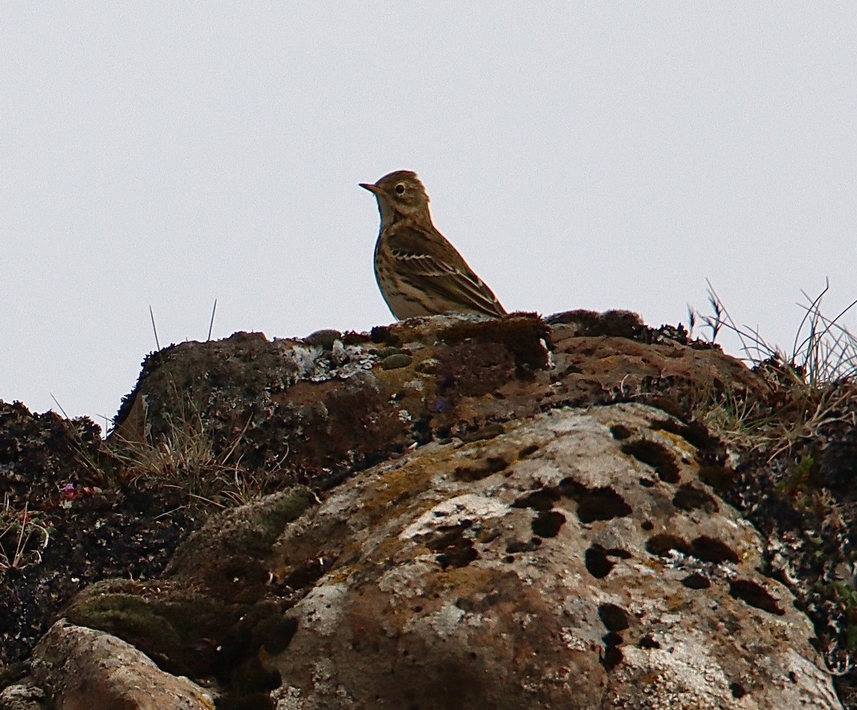 Meadow Pipit - ML605002681