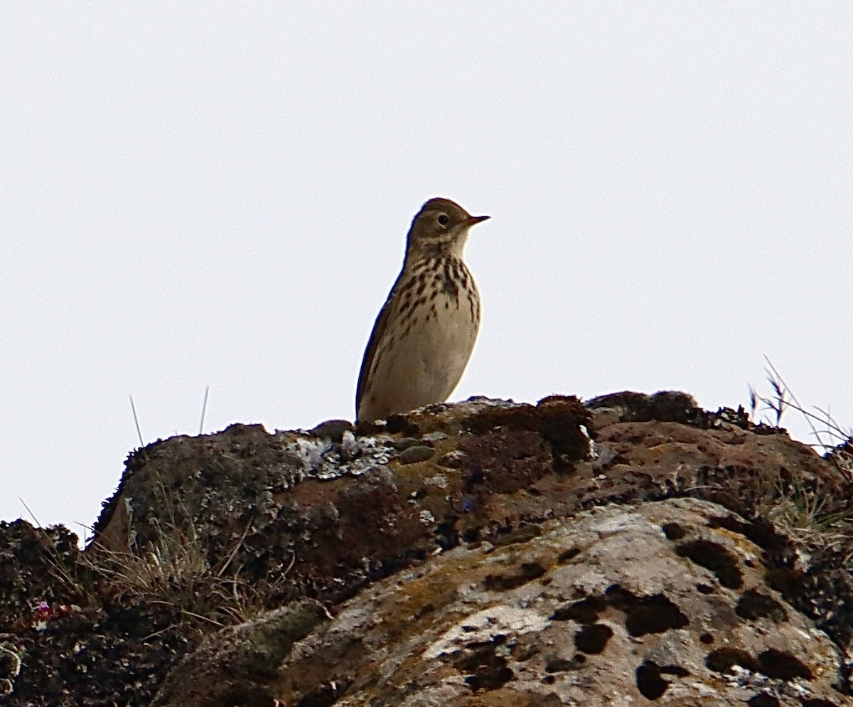Meadow Pipit - ML605002691